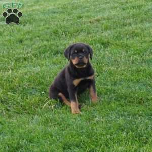 Thor, Rottweiler Puppy
